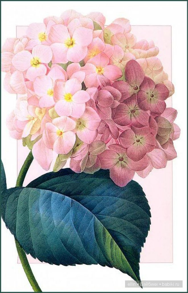 Рафаэль цветов. Художник Пьер Жозеф Редуте