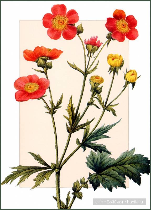 Рафаэль цветов. Художник Пьер Жозеф Редуте