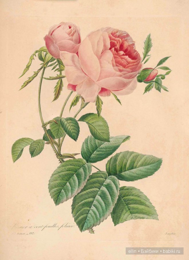 Рафаэль цветов. Художник Пьер Жозеф Редуте