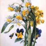 Рафаэль цветов. Художник Пьер Жозеф Редуте