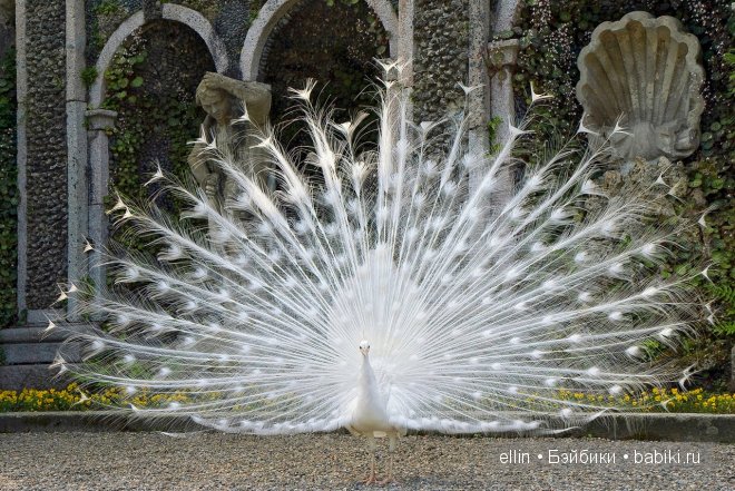 Сказочный итальянский остров Isola Bella