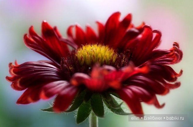 Изысканные фотоработы Мэнди Дишер (Англия) (фото 4)