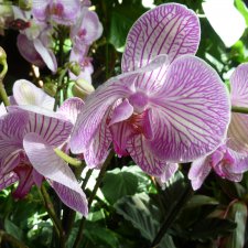 "Любите ли Вы орхидеи, как люблю их я?", или посещение Аптекарского огорода