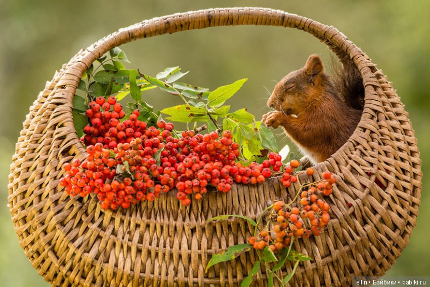 Очаровательные белки фотографа Г.Веггена, Швеция