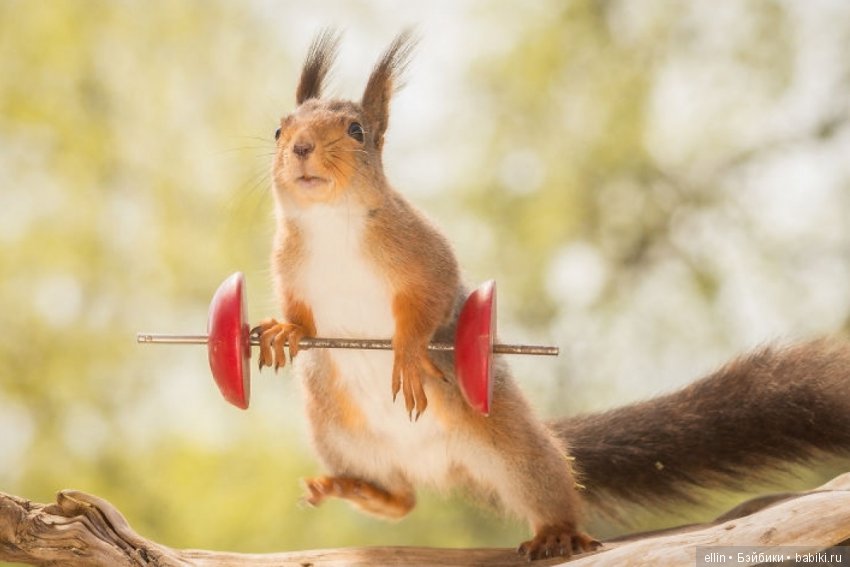 Очаровательные белки фотографа Г.Веггена, Швеция