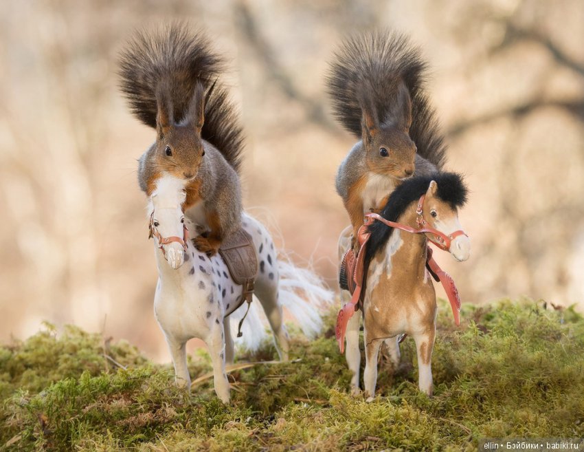 Очаровательные белки фотографа Г.Веггена, Швеция (фото 9)