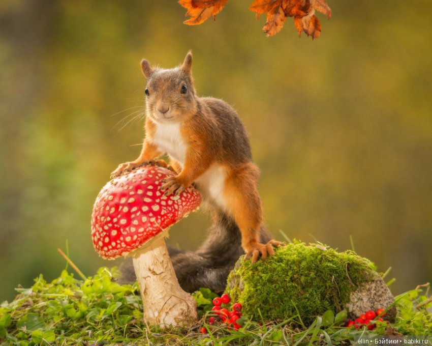 Очаровательные белки фотографа Г.Веггена, Швеция