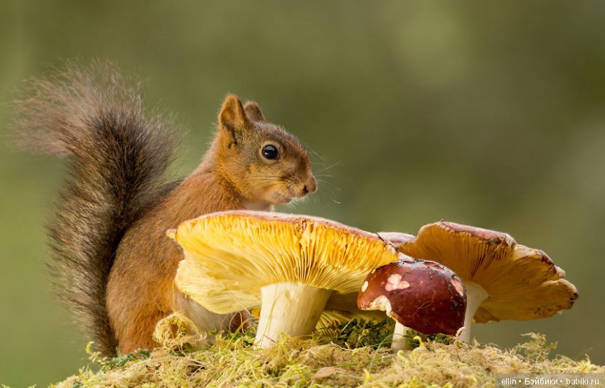 Очаровательные белки фотографа Г.Веггена, Швеция