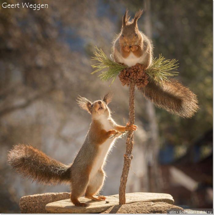 Очаровательные белки фотографа Г.Веггена, Швеция