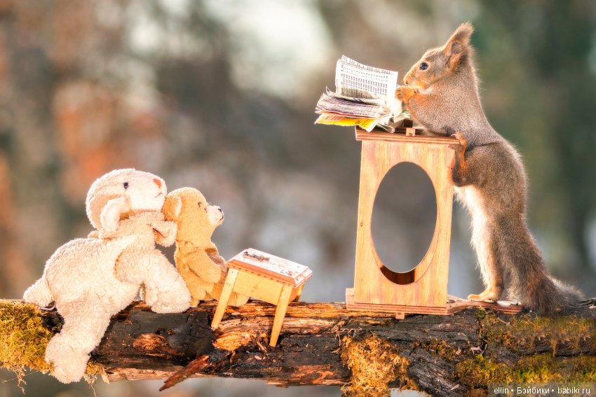 Очаровательные белки фотографа Г.Веггена, Швеция