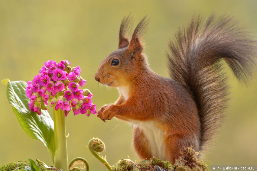 Очаровательные белки фотографа Г.Веггена, Швеция (фото 2)