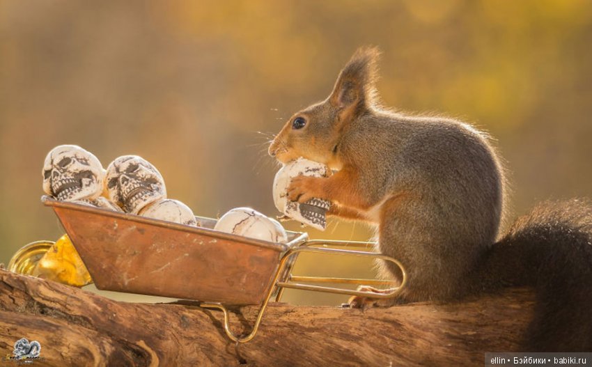 Очаровательные белки фотографа Г.Веггена, Швеция