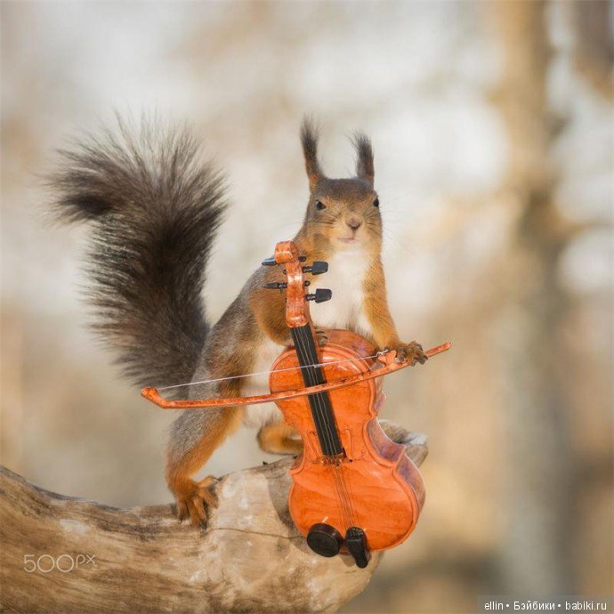 Очаровательные белки фотографа Г.Веггена, Швеция