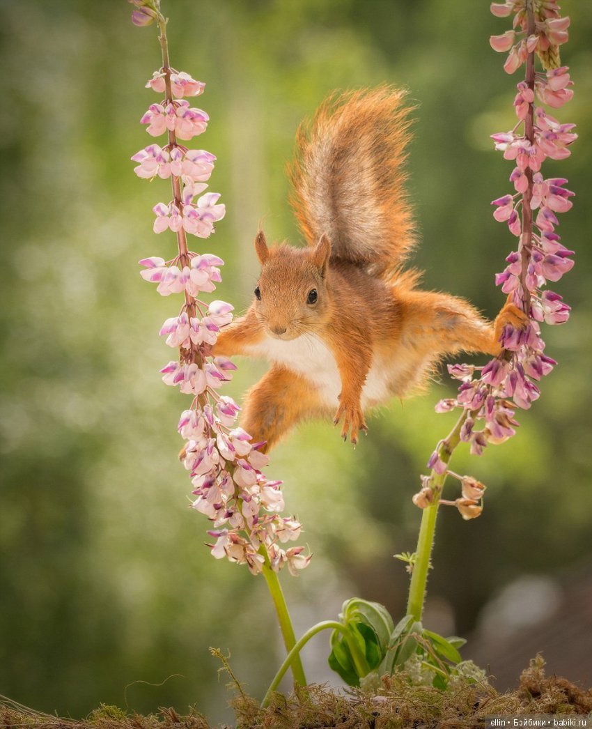 Очаровательные белки фотографа Г.Веггена, Швеция