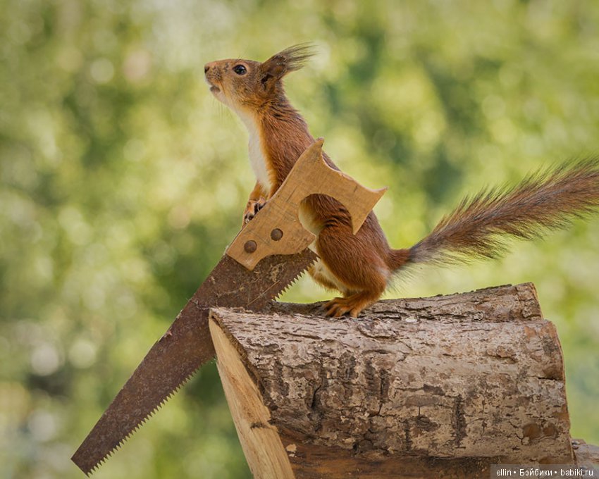 Очаровательные белки фотографа Г.Веггена, Швеция (фото 3)