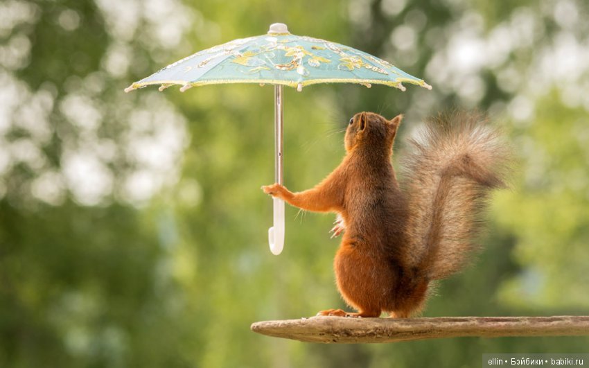 Очаровательные белки фотографа Г.Веггена, Швеция (фото 4)