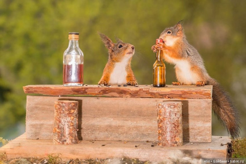 Очаровательные белки фотографа Г.Веггена, Швеция