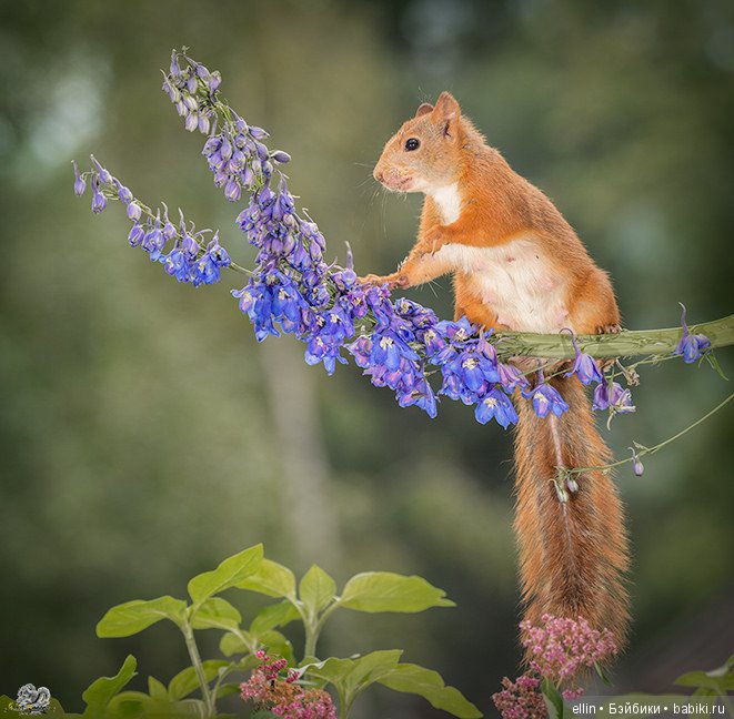 Очаровательные белки фотографа Г.Веггена, Швеция