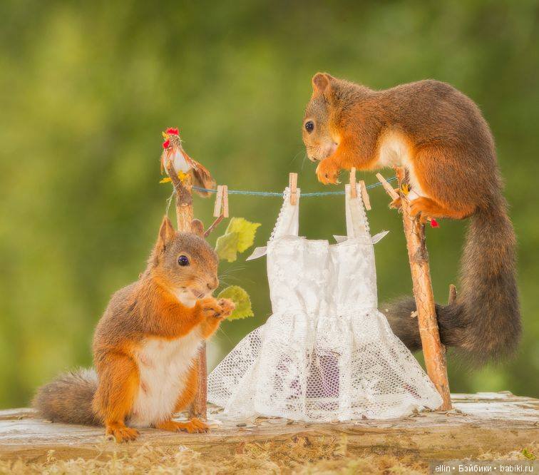 Очаровательные белки фотографа Г.Веггена, Швеция