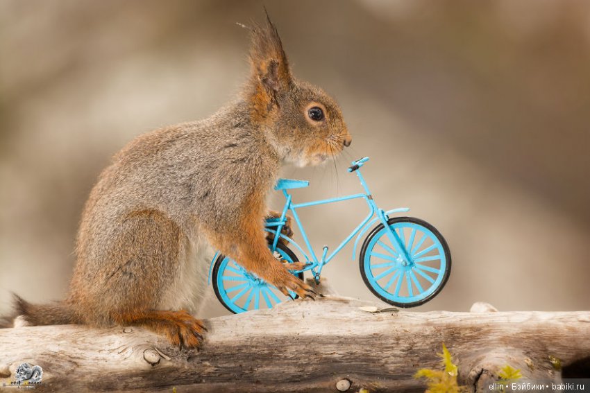 Очаровательные белки фотографа Г.Веггена, Швеция
