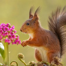 Очаровательные белки фотографа Г.Веггена, Швеция