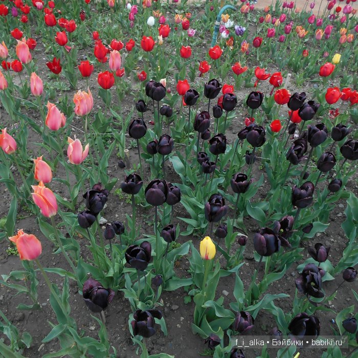 Крымские рассказы — Интересное и необычное: фотоподборки