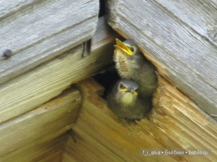 Родина моя Россия, прошлое в тишине... Деревня Верхорубы Вятской губернии