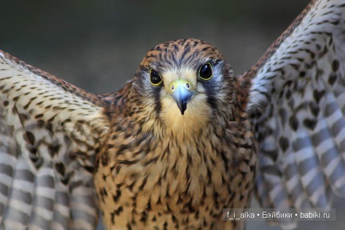 Родина моя Россия, прошлое в тишине... Деревня Верхорубы Вятской губернии