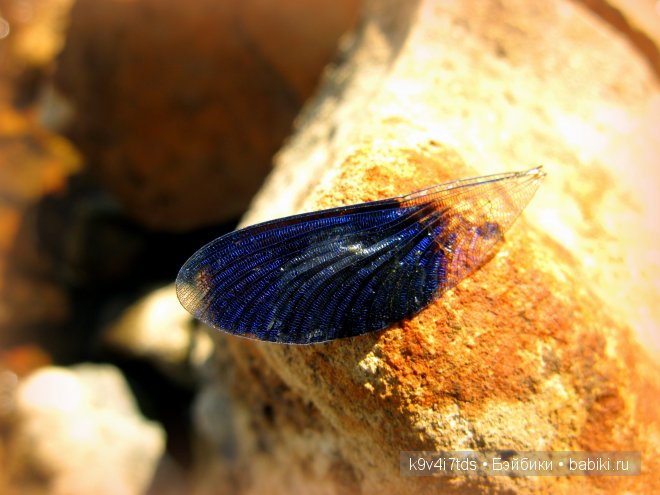 Счастливый день. Антикварная кукла от Armand Marseille