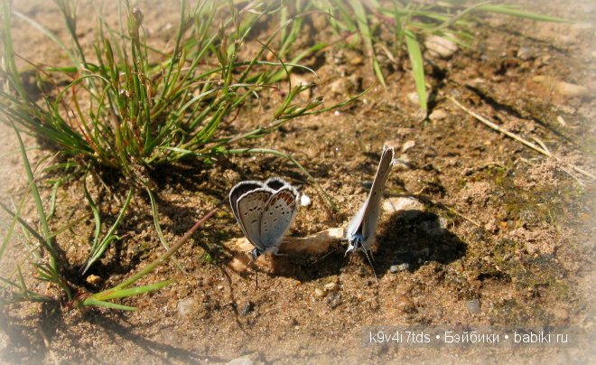 Счастливый день. Антикварная кукла от Armand Marseille (фото 10)