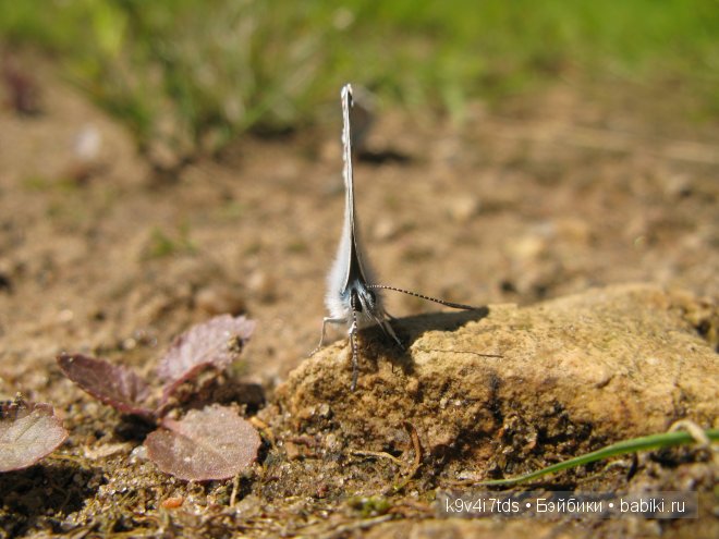 Счастливый день. Антикварная кукла от Armand Marseille (фото 9)