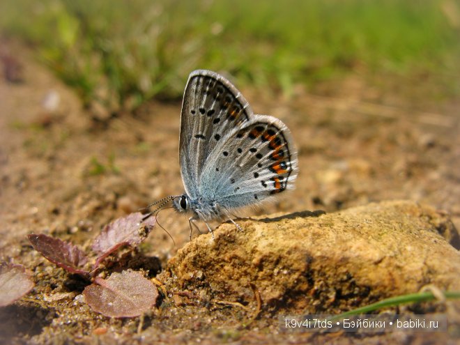 Счастливый день. Антикварная кукла от Armand Marseille (фото 7)