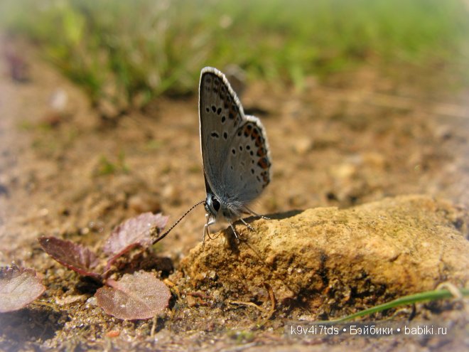 Счастливый день. Антикварная кукла от Armand Marseille (фото 8)