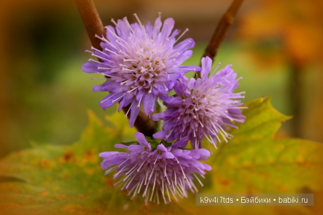 Кукольный калейдоскоп. Третья часть (фото 3)