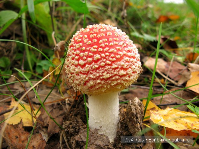 Кукольный калейдоскоп. Третья часть (фото 4)