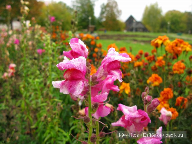 мои фотографии