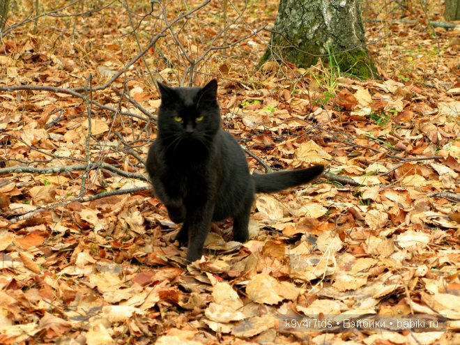 Волшебство в осенний день. Kathe Kruse German Doll Minouche Viola Sylvia Natterer (фото 4)