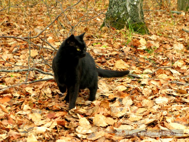 Волшебство в осенний день. Kathe Kruse German Doll Minouche Viola Sylvia Natterer (фото 2)