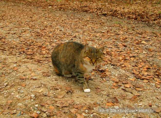 Волшебство в осенний день. Kathe Kruse German Doll Minouche Viola Sylvia Natterer (фото 7)