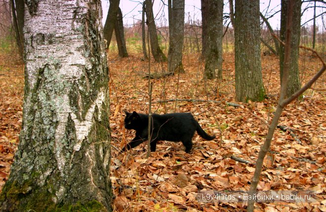 Волшебство в осенний день. Kathe Kruse German Doll Minouche Viola Sylvia Natterer (фото 5)