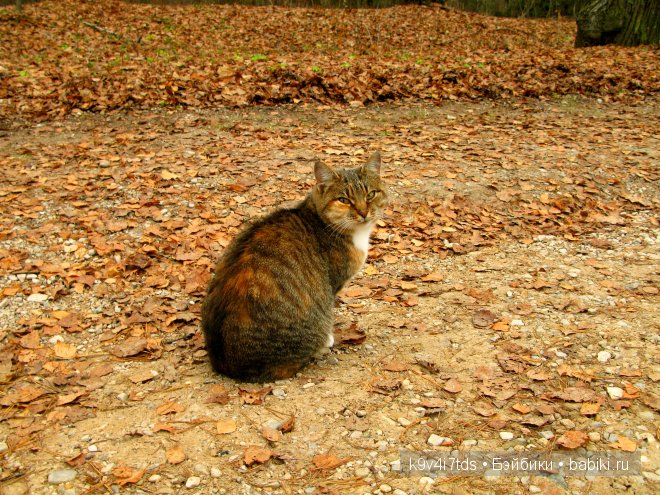Волшебство в осенний день. Kathe Kruse German Doll Minouche Viola Sylvia Natterer (фото 6)