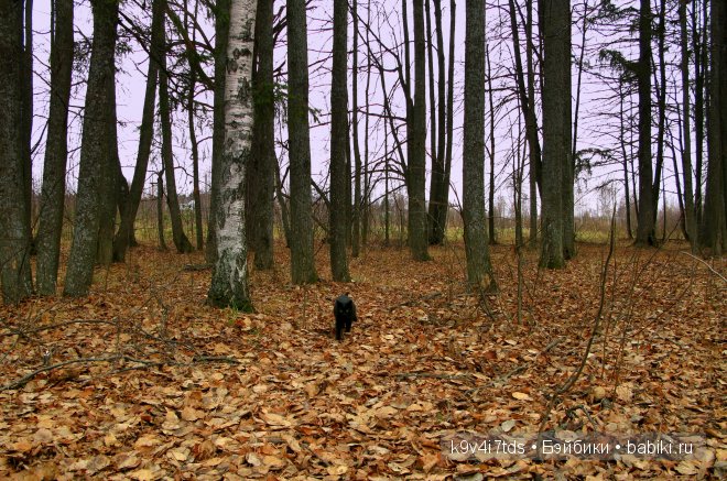 Волшебство в осенний день. Kathe Kruse German Doll Minouche Viola Sylvia Natterer