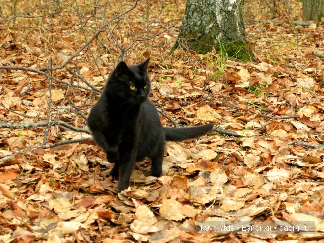 Волшебство в осенний день. Kathe Kruse German Doll Minouche Viola Sylvia Natterer (фото 3)