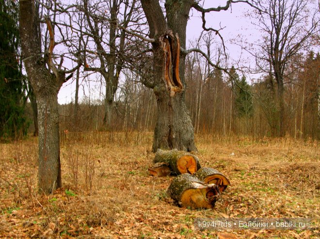 Волшебство в осенний день. Kathe Kruse German Doll Minouche Viola Sylvia Natterer