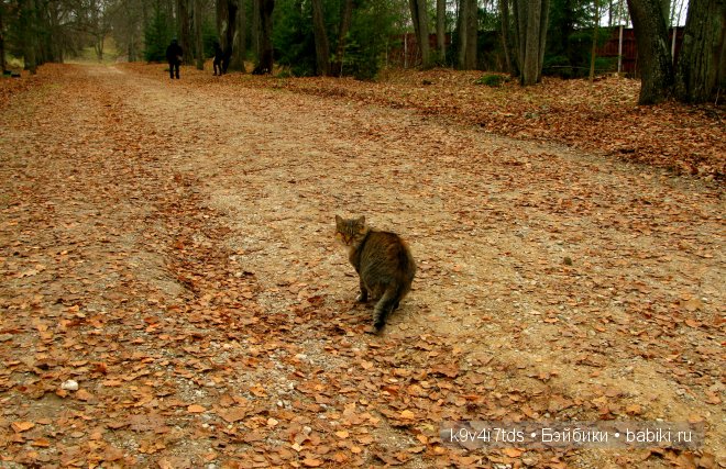 Волшебство в осенний день. Kathe Kruse German Doll Minouche Viola Sylvia Natterer (фото 8)