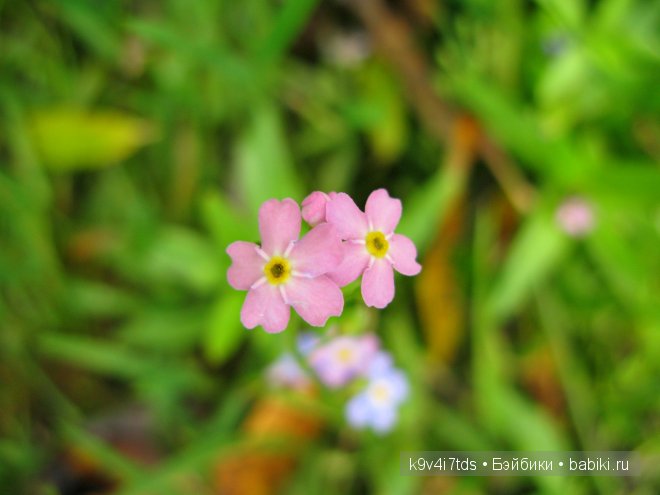 Путешествие на водопад. Raspberry Sorbet Blythe (год выпуска 2011)