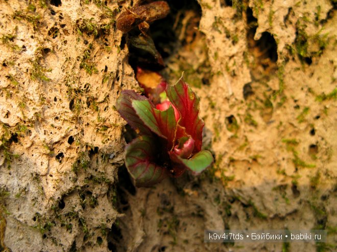 Путешествие на водопад. Raspberry Sorbet Blythe (год выпуска 2011)