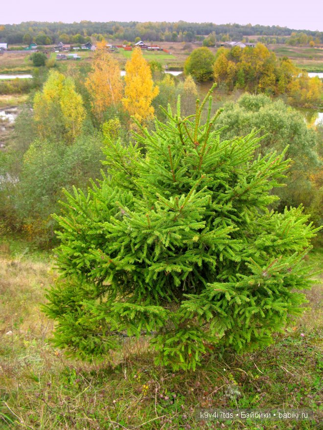 Путешествие на водопад. Raspberry Sorbet Blythe (год выпуска 2011)