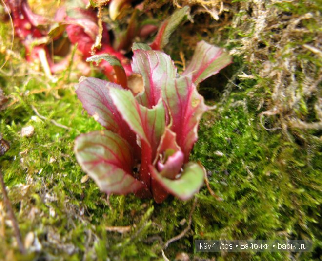 Путешествие на водопад. Raspberry Sorbet Blythe (год выпуска 2011)