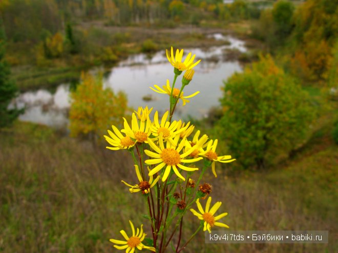 Путешествие на водопад. Raspberry Sorbet Blythe (год выпуска 2011)